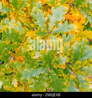 Feuilles jaunes d'automne de chêne lumière du soleil Banque D'Images