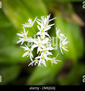 Les fleurs blanches caractéristiques de l'ail sauvage sont parfaitement comestibles – et jolies aussi – bien que la plante soit à son meilleur être Banque D'Images