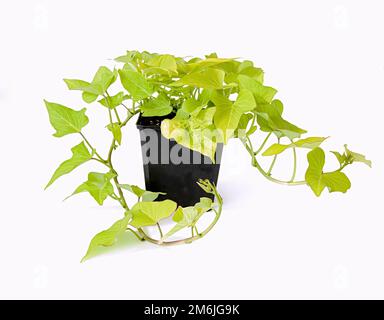 Patates douces ornementales en pot blanc. Banque D'Images