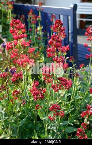 Pinge rouge - ruber Centranthus, plante à fleurs dans le jardin naturel Banque D'Images