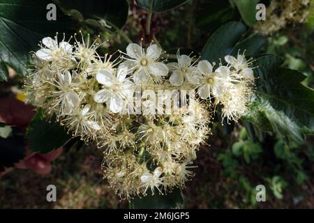 Mealberry suédoise - Scandosorbus intermedia - fleurs et feuilles Banque D'Images