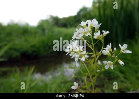 Moût amer (Cardamine amara), également fausse cresson ou cresson amer Banque D'Images