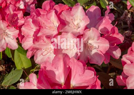 Fleurs rouges de rhododendron dans le jardin. Gros plan. Détails. Macro. Banque D'Images