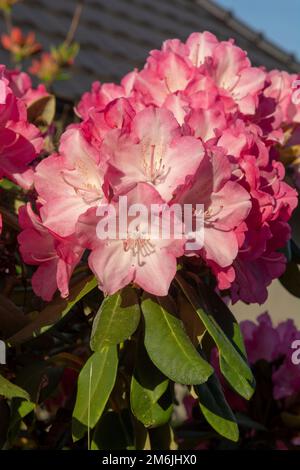 Fleurs rouges de rhododendron dans le jardin. Gros plan. Détails. Macro. Banque D'Images