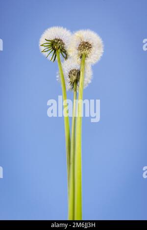 Soleil du matin au réveil de pissenlit Banque D'Images