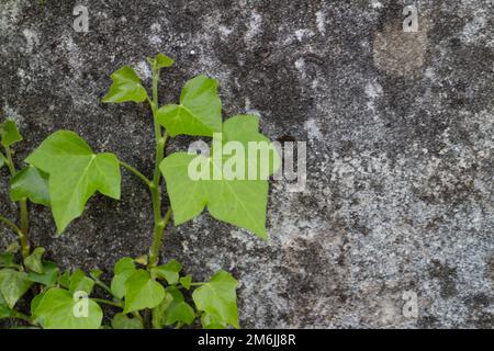 Escalade de lierre sur un vieux mur dans la campagne, Italie Banque D'Images