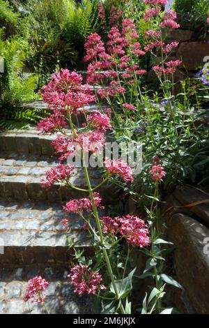 Pinge rouge - ruber Centranthus, plante à fleurs dans le jardin naturel Banque D'Images