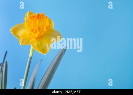 Narcissus jaune fleur sur fond bleu.Russie conflit ukraine. Couleur du drapeau de l'Ukraine. Conflit frontalier. Russie contre ukraine. Guerre Banque D'Images