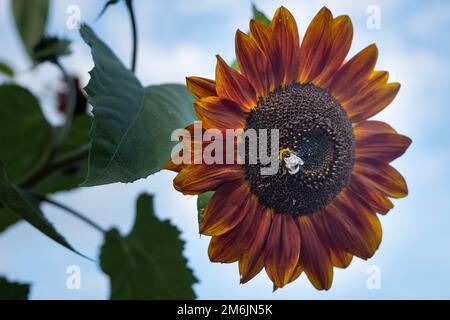 Tournesol jaune rouge avec bourdon sur la fleur. En arrière-plan un ciel lumineux. Banque D'Images