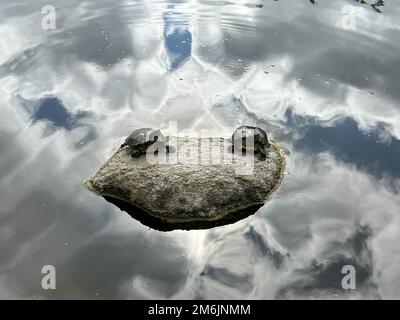 Tortue aquatique assise sur la roche dans un étang d'eau douce Banque D'Images