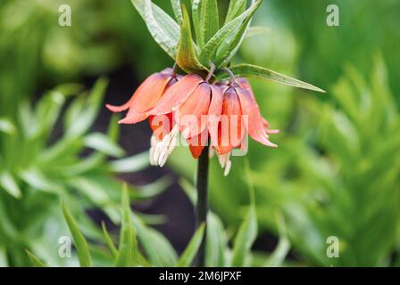 Fleur impériale de couronne, Fritilaria impérialis ou fleur de couronne de Kaiser dans le jardin de printemps Banque D'Images