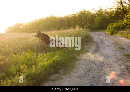 Un berger allemand pedicupidité dressage de chien et sauts sur un terrain. En été. Sur fond de nature Banque D'Images