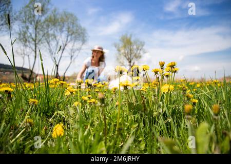 Femme cueillant des fleurs de pissenlit jardin sauvage Banque D'Images