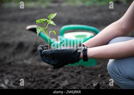 Femme plantant des plants de tomate dans un jardin Banque D'Images