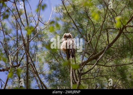 Jeune grand hibou à cornes (Bubo virginianus ) Banque D'Images