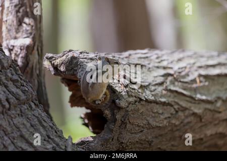 Le tamia rayé (Tamias striatus) Banque D'Images