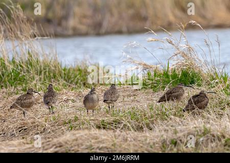 Le troupeau de Whimbrel (Numenius phaeopus) Banque D'Images