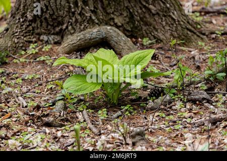 Chou mouffin.Croissance des feuilles vertes des premières plantes de printemps dans le Wisconsin. Banque D'Images