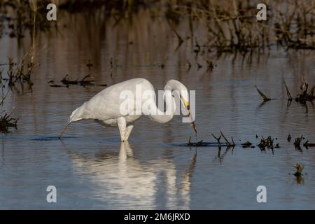 Le grand aigreet (Ardea alba) à la chasse. Banque D'Images