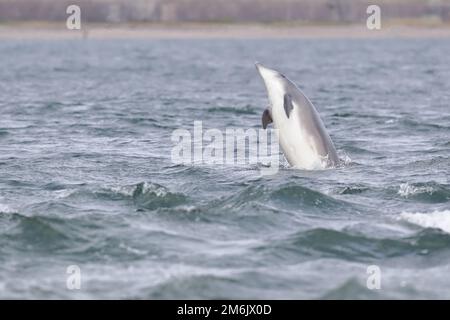 Un grand dauphin mâle adulte appelé Prism Breching près de la rive à Channory point sur l'île Noire en Écosse Banque D'Images