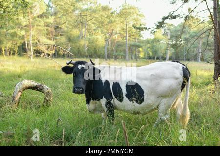 Vache tachetée paître dans la méadown en Normandie Banque D'Images