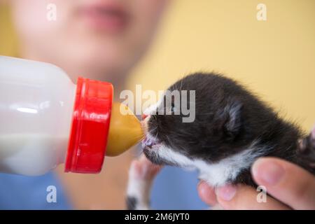 Un chaton de secours orphelin alimenté à la main par une bouteille Banque D'Images