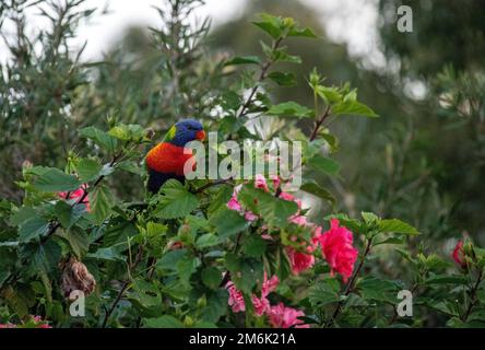 Orikeet arc-en-ciel australien ( Trichoglossus moluccanus) Banque D'Images