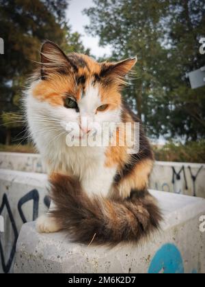 Portrait d'un animal domestique brun de chat Banque D'Images