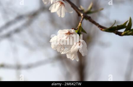 Image en gros plan des feuilles de cerisiers en fleurs. Image du festival de fleurs de printemps. Banque D'Images