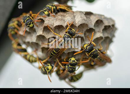 La guêpe européenne (Vespula germanica) construit un nid pour commencer une nouvelle colonie. Banque D'Images