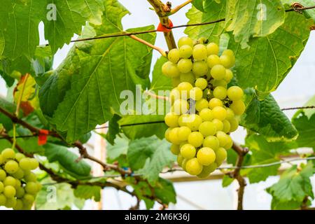 Gros plan bouquet de raisins blancs sur la branche d'une vigne. Banque D'Images