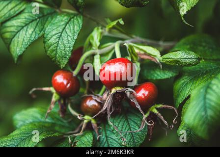 Rosa rugosa fruits poussant sur la brousse, mûre rose hanche dans le jardin Banque D'Images