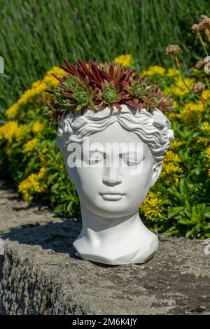 Jardinière de buste déesse de Vénus en plâtre avec Houseleek ou Sempervivum en croissance. Banque D'Images