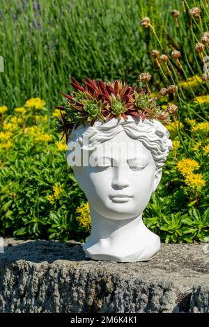 Jardinière de buste déesse de Vénus en plâtre avec Houseleek ou Sempervivum en croissance. Banque D'Images