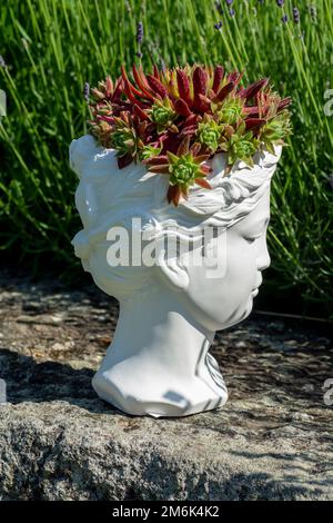 Jardinière de buste déesse de Vénus en plâtre avec Houseleek ou Sempervivum en croissance. Banque D'Images