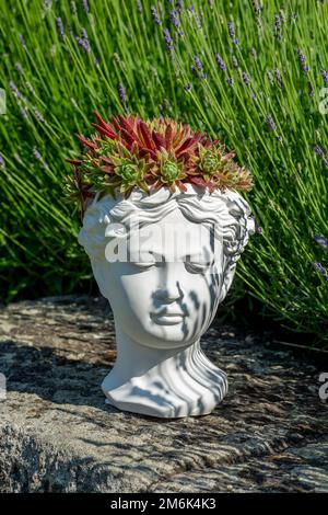 Jardinière de buste déesse de Vénus en plâtre avec Houseleek ou Sempervivum en croissance. Banque D'Images