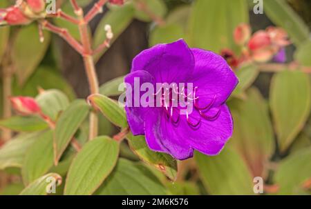 Fleur de princesse 'Tibouchina urvilleana' Banque D'Images