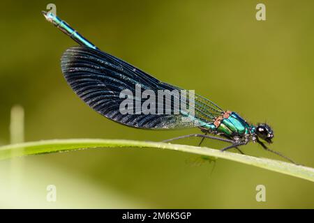 Belle demoiselle de libellule mâle (Calopteryx virgo) Banque D'Images