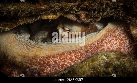 Le récif octopus se cache au large de l'île hollandaise des Caraïbes de Sint Maarten Banque D'Images