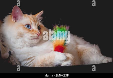 Ragdoll Flamepoint chat Banque D'Images