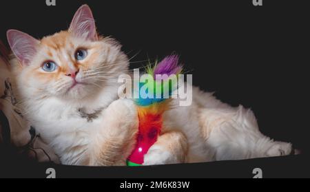 Ragdoll Flamepoint chat Banque D'Images