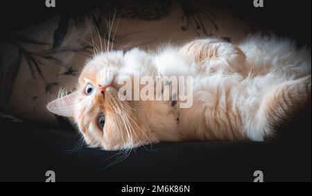 Ragdoll Flamepoint chat Banque D'Images