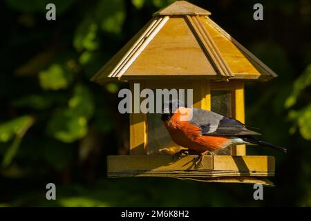 Bullfinch eurasien - pyrrhula pyrrhula Banque D'Images