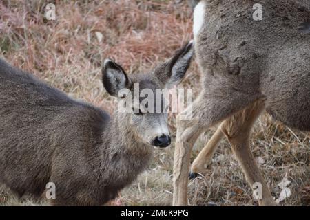 Un gros plan d'un beau cerf mulet se demandant autour dans un champ sec pendant la journée Banque D'Images