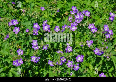 Twood Cranesbill; géranium des bois; Geranium sylvaticum Banque D'Images