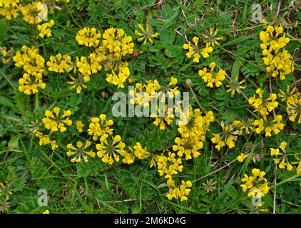 Bloomfell; trèfle de pied d'oiseau; pied d'oiseau de jardin; chèvrefeuille de terre; dervetch de pied d'oiseau Banque D'Images