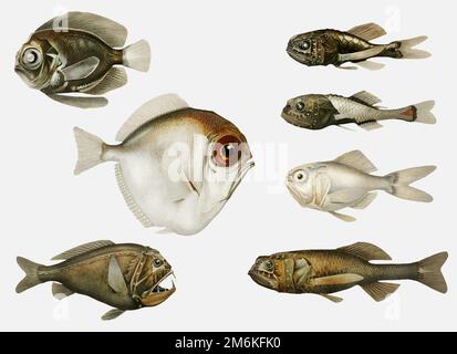 Illustration du jeu de variétés de poissons de mer profonde Illustration de Vecteur