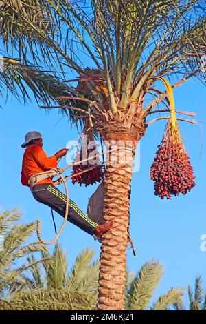 Les dates de récolte de l'homme sur le palmier. Les travailleurs rassemblent les dates qui poussent sur le palmier Banque D'Images