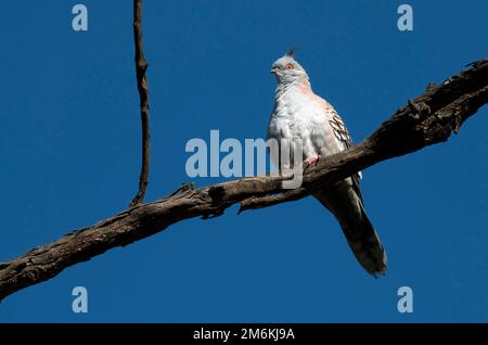 Pigeon à crête australienne (ocyphaps lophotes) Banque D'Images