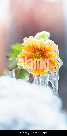Fleur de chrysanthème jaune recouverte de givre et de glace. La première année se froste Banque D'Images